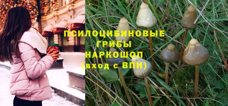 Галлюциногенные грибы MAGIC MUSHROOMS Муром